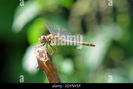 Seltene Norfolk Libelle auf Zweig mit unscharf Hintergrund alternative Namen Norfolk Hawker oder Green Eyed Hawker. Stockfoto