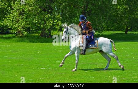 Mann im elisabethanischen Nachbildkostüm auf einem weißen Pferd, das vor Bäumen galoppiert. Stockfoto