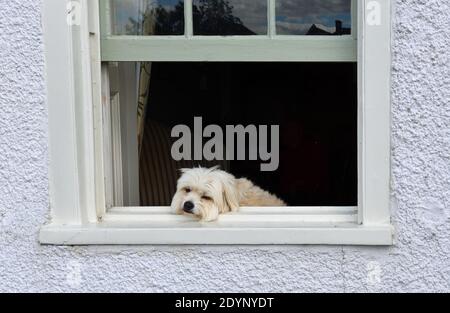 Kleiner verschlafener weißer Hund, der auf dem Fenster ruht und nach draußen blickt. Stockfoto