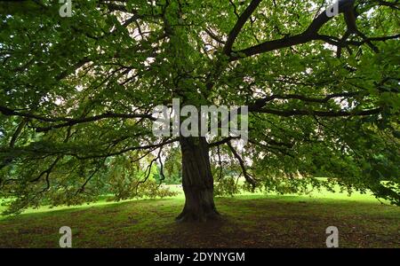 Unter dem Baldachin einer großen Buche Baum Blick aus, obwohl Zweige. Stockfoto