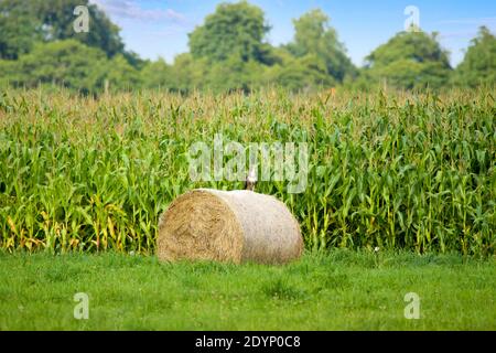 Der Bussard (Buteo buteo) hatte einen perfekten Ort gefunden, um die Umgebung nach Nahrung zu durchsuchen. In Ostfriesland ist ein Heuballen fast der höchste Punkt. Stockfoto