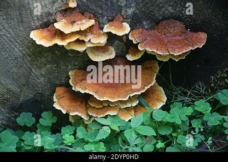 Pycnoporellus fulgens, ein orangefarbener Bracketpilz, der auf Birke in Finnland wächst, kein allgemeiner englischer Name Stockfoto