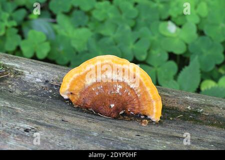 Pycnoporellus fulgens, ein orangefarbener Bracketpilz, der auf Birke in Finnland wächst, kein allgemeiner englischer Name Stockfoto