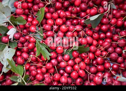 Rote frische Hagebutten wurden gerade gesammelt Stockfoto