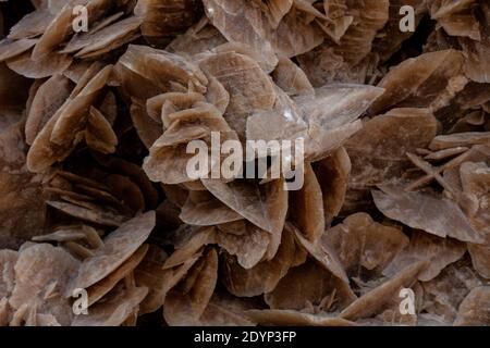 WÜSTENROSE - Wüstenrose ist der umgangssprachliche Name, der Rose-ähnlichen Formationen von Kristallhaufen aus Gips oder Baryten gegeben wird, die reichlich Sand Gra enthalten Stockfoto