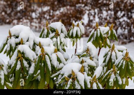 Schöne Aussicht auf einen Rhododendron mit Schnee bedeckt. Wintertag. Schöner Winterhintergrund. Stockfoto