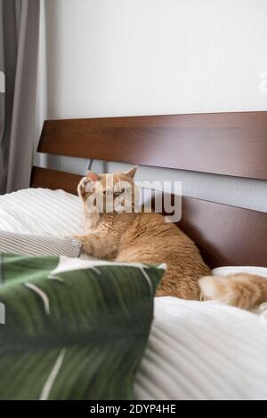 Lustige exotische Kurzhaarkatze, die auf dem Bett liegt und die Pfote angehoben hat Hallo sagen Stockfoto