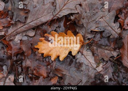 Gefallen von einem Baum Blätter im Wald im Herbst. Stockfoto
