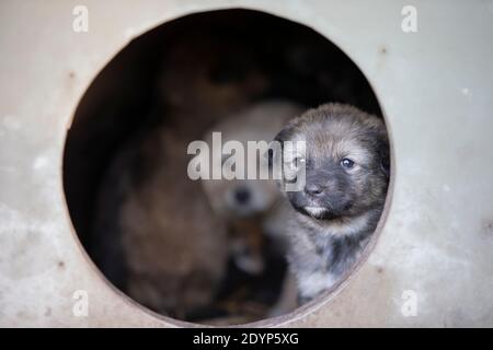 Ein kleiner niedlicher Welpe schaut aus dem hundehütte. Stockfoto