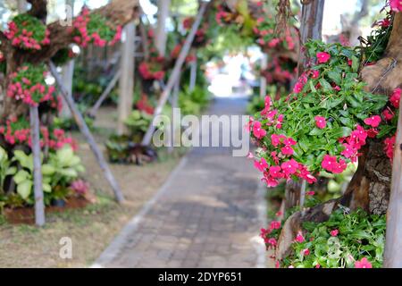 Rote Blume allgemeiner Name ist Westindischer periwinkle, Madagaskar periwinkle, Bringht Auge, indischer periwinkle, Kap periwinkle, Pinkle-Pinkle, Rosa periwink Stockfoto