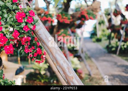 Rote Blume allgemeiner Name ist Westindischer periwinkle, Madagaskar periwinkle, Bringht Auge, indischer periwinkle, Kap periwinkle, Pinkle-Pinkle, Rosa periwink Stockfoto