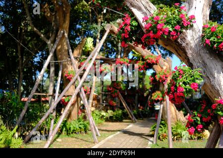 Rote Blume allgemeiner Name ist Westindischer periwinkle, Madagaskar periwinkle, Bringht Auge, indischer periwinkle, Kap periwinkle, Pinkle-Pinkle, Rosa periwink Stockfoto