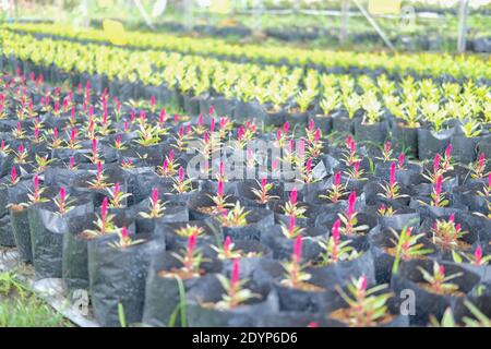 Celosia Plumed Hahnenkamm Blume in wachsenden Flora Farm. Blumenkultur Stockfoto