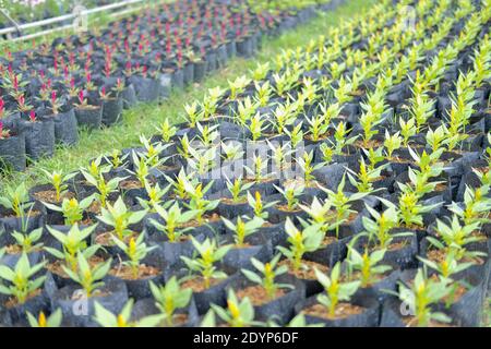 Celosia Plumed Hahnenkamm Blume in wachsenden Flora Farm. Blumenkultur Stockfoto