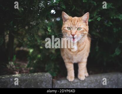 Gestromte rotbraune Katze, die unter einem Nadelbaum steht, mäht Stockfoto