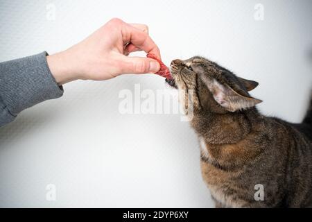 Seitenansicht der menschlichen Hand füttern Katze mit rohem Fleisch Rindfleisch vor weißem Hintergrund mit Kopierraum Stockfoto