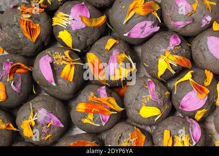 Hausgemachte Blumenbomben, oder Samenkugeln, mit Lehmboden mit verschiedenen Blumensamen eingebettet und mit Blütenblättern verziert gemacht. VEREINIGTES KÖNIGREICH Stockfoto