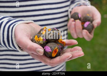 Hausgemachte Blumenbomben, oder Samenkugeln, mit Lehmboden mit verschiedenen Blumensamen eingebettet und mit Blütenblättern bereit zum Pflanzen verschönert. VEREINIGTES KÖNIGREICH Stockfoto