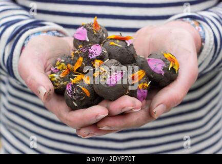 Hausgemachte Blumenbomben, oder Samenkugeln, mit Lehmboden mit verschiedenen Blumensamen eingebettet und mit Blütenblättern bereit zum Pflanzen verschönert. VEREINIGTES KÖNIGREICH Stockfoto