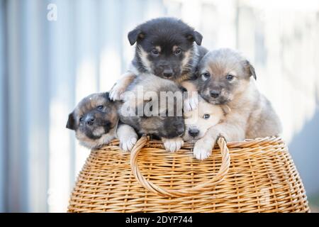 Süße flauschige Welpen sitzen in einem Weidenkorb. Stockfoto