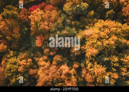 Lebendige orange autumnla Baum Zweige - Top down Luftaufnahme Stockfoto