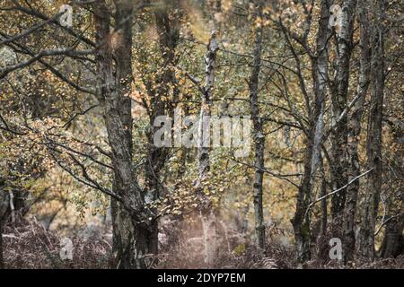 Junge Birken Wald im Spätherbst in Großbritannien Stockfoto