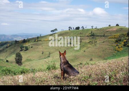 Heimischer brauner Hund, der auf einem grünen Hügel auf dem Land sitzt Stockfoto