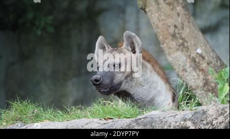 Hyäne, Gefleckte Hyäne, Crocuta crocuta, gefährlicher Hund im Gräserfeld in der Nähe des großen Felsens, Wald mit Bäumen aufgebaut. Tier in der Natur, Provinz Chonburi Stockfoto