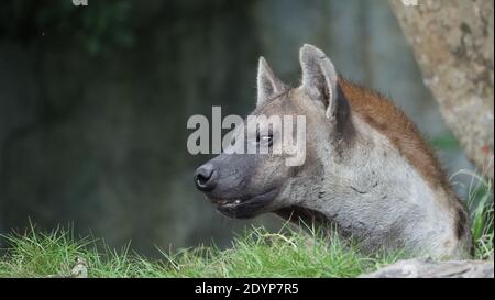 Hyäne, Gefleckte Hyäne, Crocuta crocuta, gefährlicher Hund im Gräserfeld in der Nähe des großen Felsens, Wald mit Bäumen aufgebaut. Tier in der Natur, Provinz Chonburi Stockfoto