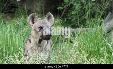 Hyäne, Gefleckte Hyäne, Crocuta crocuta, gefährlicher Hund im Gräserfeld in der Nähe des großen Felsens, Wald mit Bäumen aufgebaut. Tier in der Natur, Provinz Chonburi Stockfoto