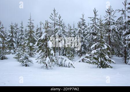 Norwegen Fichte Bäume, Picea abies, bedeckt mit Schnee in einer Winterlandschaft, aufgenommen Februar, Svartadalen, Mittelschweden Stockfoto