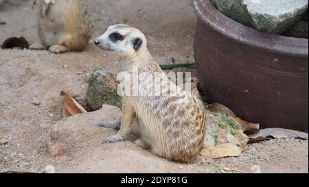 Erdmännchen auf der Suche nach etwas. Suricata suricatta wilde Raubtiere in natürlicher Umgebung. Wildlife-Szene aus der Natur. Porträt von Meercat, asiatischer Eingeborener Stockfoto