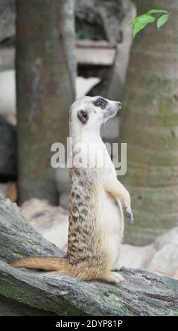 Erdmännchen auf der Suche nach etwas. Suricata suricatta wilde Raubtiere in natürlicher Umgebung. Wildlife-Szene aus der Natur. Porträt von Meercat, asiatischer Eingeborener Stockfoto