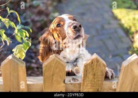 Ein Welsh Springer Spaniel am Gartentor Stockfoto