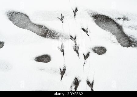 Spuren von Menschen und Tieren, Vögel im Schnee. Nahaufnahme. Der Winter ist gekommen Konzept. Hochwertige Fotos Stockfoto