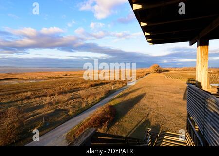 Illmitz: Aussichtsturm bei Hölle im Nationalpark Neusiedler See–Seewinkel, Blick auf den Neusiedler See im Neusiedler See, Burgenland, Au Stockfoto