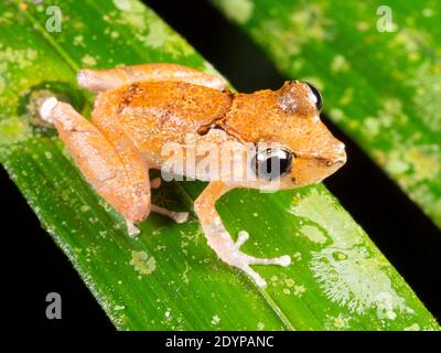 Kichwa Regenfrosch (Pristimantis kichwarum) auf einem Blatt bei Nacht im Regenwald, Ecuador Stockfoto