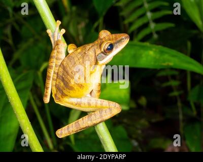 Quacking River Frog (Boana lanciformis) Barschen im Regenwald Unterstory, Ecuador Stockfoto