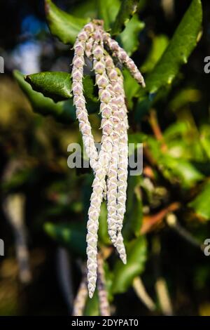 Garrya elliptica James Dach wächst in einem privaten Garten. Stockfoto