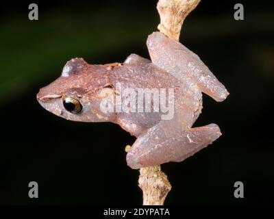 Kichwa Regenfrosch (Pristimantis kichwarum) auf einem Zweig bei Nacht im Regenwald, Ecuador Stockfoto