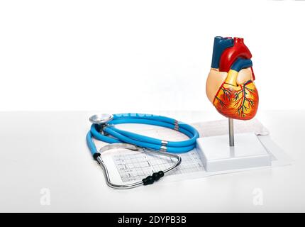 Stethoskop, Herzschlag, Ergebnisse des Elektrokardiogramms und anatomisches Herzmodell auf dem Arzttisch. Konzept für Gesundheitswesen und Kardiologie Stockfoto