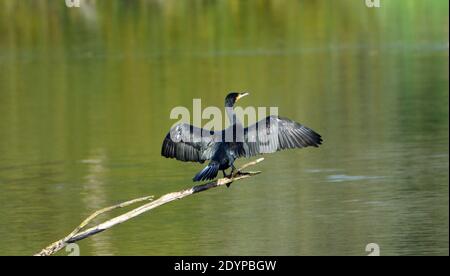 Kormoran großer schwarzer Kormoran auf Ast über Wasser mit Flügeln aus. Stockfoto