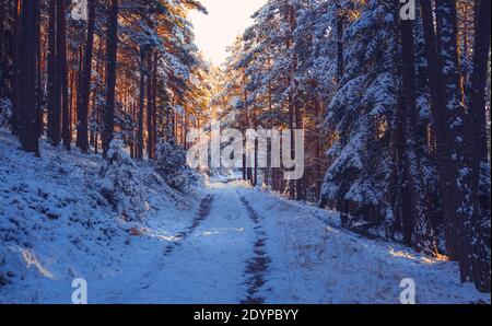 Straße durch den verschneiten Wald, strahlender Sonnenschein, am Wintertag Stockfoto