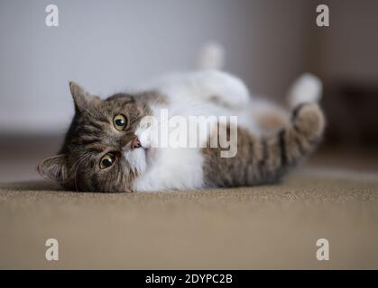 Tabby weiße britische Kurzhaarkatze auf Sisalteppich liegend entspannend Blick auf die Kamera in Innenräumen Stockfoto