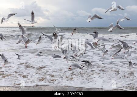 Garrettstown, Cork, Irland. Dezember 2020. Flock of Seagulls sucht nach dem Tod von Storm Bella in Garrettstown, Co. Cork, Irland, an der Küste nach Nahrung. - Credit; David Creedon / Alamy Live News Stockfoto