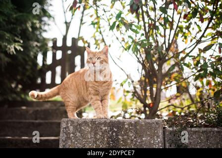 Gestromte Rotginger Katze beobachtet die Straße von vorne Gartengemälde Stockfoto