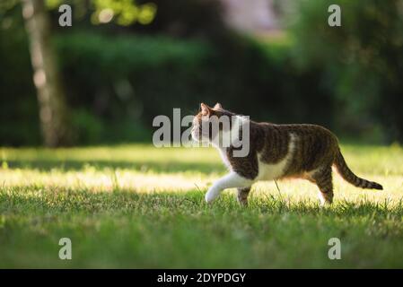 Britisch Kurzhaar Katze durch den Garten schlich Stockfoto