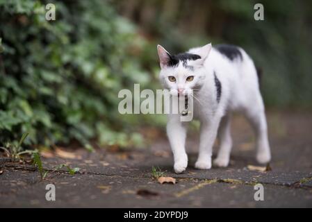 Schwarz und weiß Hauskatze Shorthair zu Fuß entlang Bürgersteig nächsten Zum hölzernen Zaun, der mit Efeu bedeckt ist, der aus der Zunge heraussticht Stockfoto