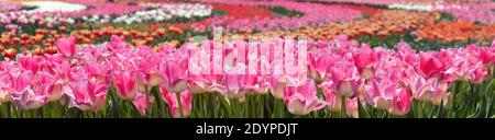 Panorama schönes Feld von rosa Tulpen Blumen in voller Blüte. Frühlingsurlaub. Banner Stockfoto