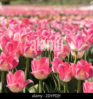 Schönes Feld von rosa Tulpenblüten in voller Blüte. Frühlingsurlaub Stockfoto